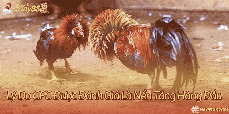Tìm hiểu lý do đá gà trực tiếp CPC được đánh giá cực cao trong giới giải trí 